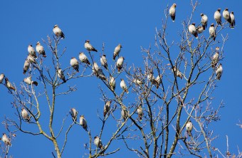 Seidenschwanztrupp auf Baum | © Werner Borok