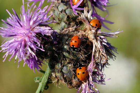Vier Siebenpunkt-Marienkäfer auf einer Blume | © Dr. Eberhard Pfeuffer