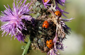 Vier Siebenpunkt-Marienkäfer auf einer Blume | © Dr. Eberhard Pfeuffer