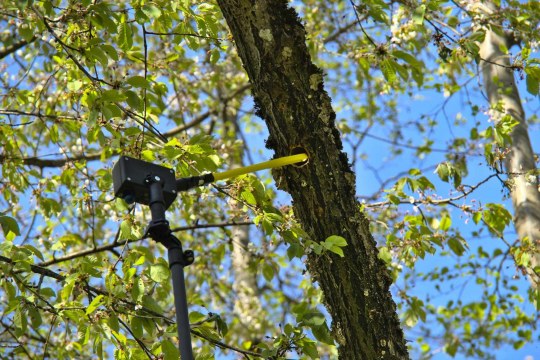 Spechthöhlenkamera im Einsatz - LBV |© Thomas Roedl