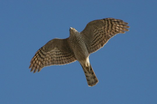 Sperber im Flug | © Zdenek Tunka