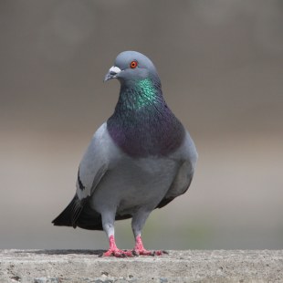 Straßentaube | © Zdenek Tunka