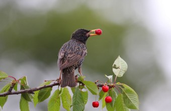 Star sitzt auf einem Ast, an dem drei Kirschen hängen und hat selbst eine Kirsche im Schnabel | © Zdenek Tunka