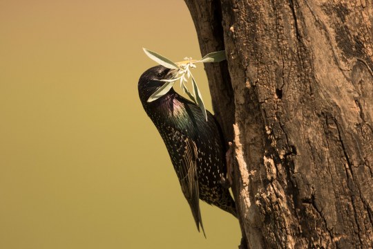 Star hängt an einem Baum und hat Kräuter im Schnabel | © Rosl Rößner