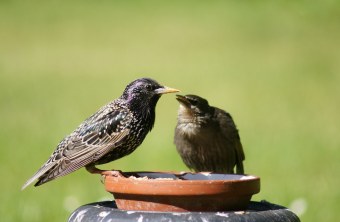Star und Jungvogel an einem Blumentopfuntersetzer mit Futter | © Manfred Kraemer