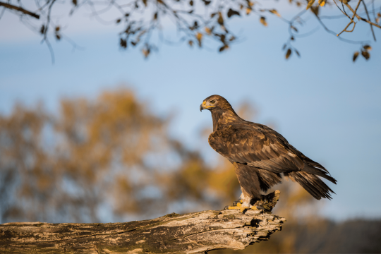 Steinadler | © Markus Bosch