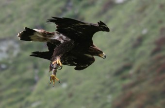 Steinadler stürzt sich im Flug zu Boden | © Karl-Heinz Schindlatz