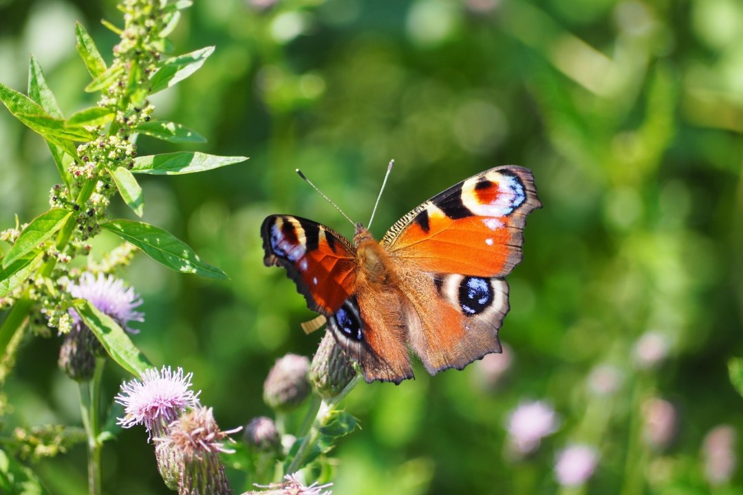 Tagpfauenauge | © Franziska Wenger