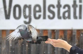 Straßentaube fliegt von einer Hand weg, im Hintergrun sieht man das Banner mit dem Wort "Vogelstation" | © Ferdinand Baer