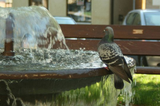 Straßentaube sitzt am Rand eines Brunnens und badet | © Anne Schneider
