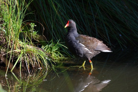 Teichhuhn steht im Wasser | © Frank Derer