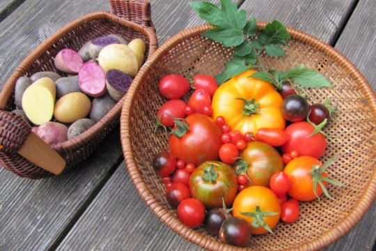 Tomaten | © Helbig Birgit