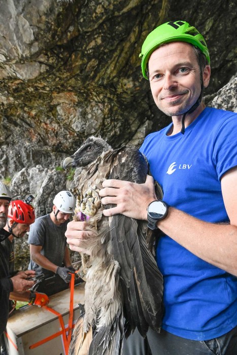 Toni Wegscheider mit Bartgeier | © Hansruedi Weyrich