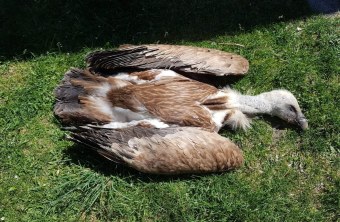 Vergifteter Gänsegeier |© Michael Kurz