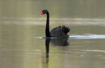 Schwarzer Schwan schwimmt im Wasser | © Claudia Becher