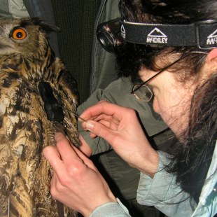 Biologin Christiane Geidel befestigt mit filigranem Werkzeug einen Sender auf dem Rücken eines Uhus | © LBV