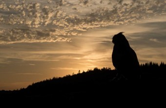 Uhu-Silhouette am Abendhimmel, schwarzer Wald im Hintergrund | © Rosl Rößner