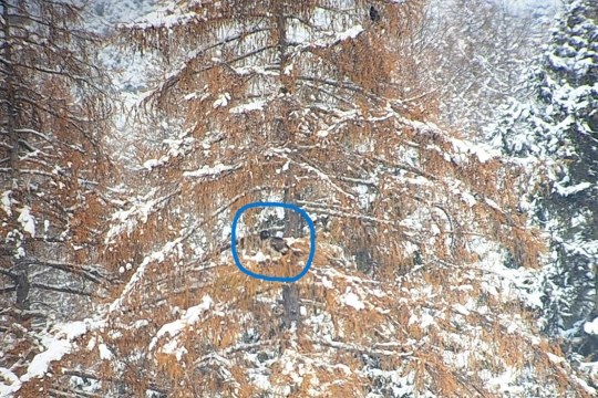 Vinzenz in Lärchenkrone |© Silke Moll