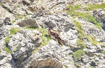 Vinzenz nach der erneuten Freilassung 2025 | © David Schuhwerk