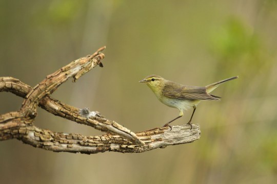 Waldlaubsänger auf Ast | © Dieter Hopf