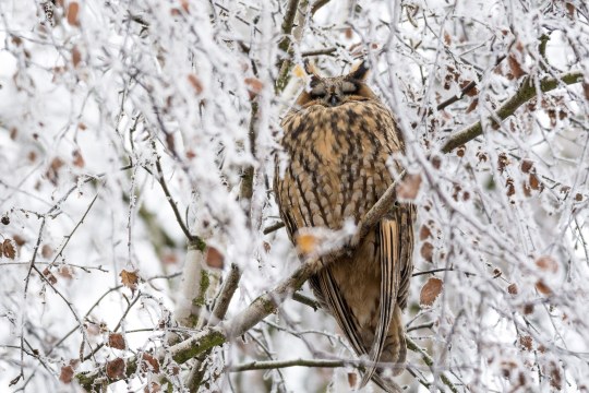 Waldohreule im verschneiten Geäst | © Bernd Kleinschrod