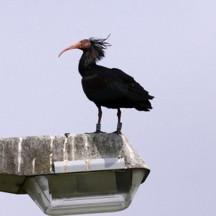 Waldrapp auf einer Straßenlaterne | © Angela Maurer