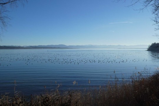 Wasservogelansammlung Roseninselbucht | © Dr. Andrea Gehrold