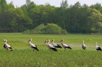 Neun Weißstörche stehen auf einer grünen Wiese und laufen nach links | © Zdenek Tunka