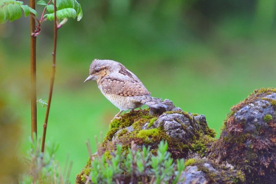 Wendehals auf einem Stein | © Robert Kukuljan