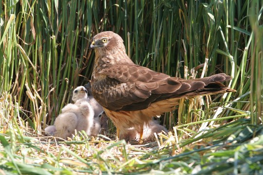 Wiesenweihe bewacht ihren Nachwuchs im Nest | © Zdenek Tunka