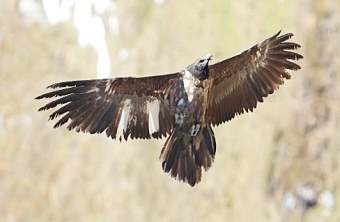 Wiggerl im Oktober 2025 im Großglocknergebiet | © Christoph Kleinbruckner