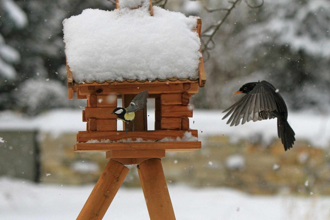 Winterfuetterung - Rittscher Ingo _LBV Bildarchiv |© Rittscher Ingo