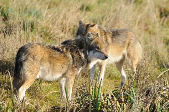 Zwei Wölfe | © M. Waldhier