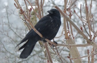 Rabenkrähe sitzt auf einem Baum. Es ist Winter und schneit leicht | © Wolfgang Gahlert