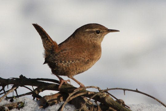 Zaunkönig sitzt auf einem Ast | © Manfred Schmidl