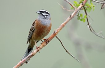 Zippammer auf Ast | © Frank Derer