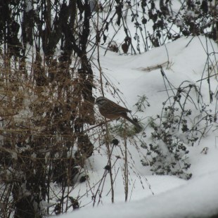 Zippammer | © Petra Danne