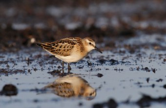 Zwergstrandläufer im Watt | © Dr. Christoph Moning