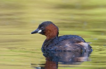 Zwergtaucher schwimmt im Wasser | © Frank Derer