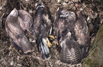 Drei tote Mäusebussarde liegen nebeneinander auf dem Boden | © Bettina Schröfl