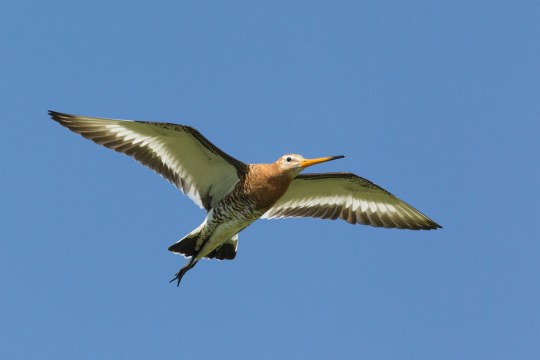 fliegende Uferschnepfe | © Rosl Roessner