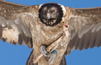 Nepomuk im Februar 2024 | © Günther Gailberger