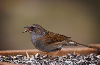 Heckenbraunelle sitzt auf Sonnenblumenkernen | © Jürgen Richterich