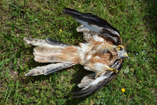 Vergifteter Rotmilan liegt am Rücken auf dem Boden | © Martina Widuch