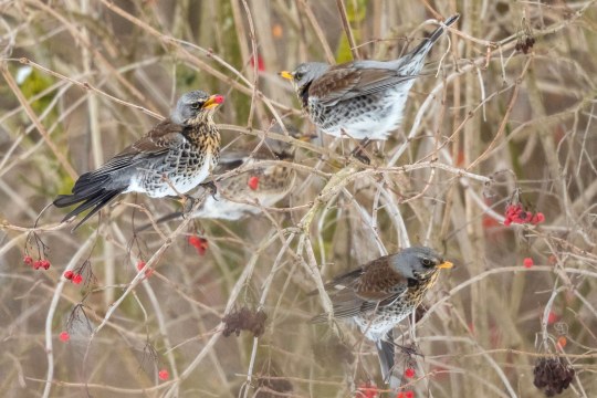 Vier Wacholderdrosseln in einem Bärenstrauch | © Andreas Hartl