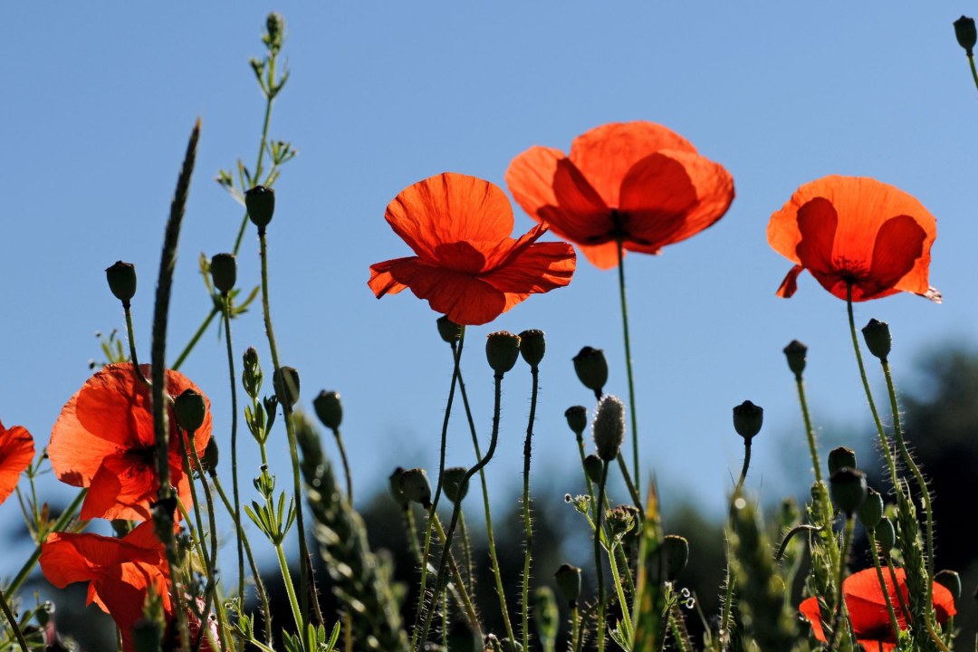 Klatschmohn | © Dr. Eberhard Pfeuffer