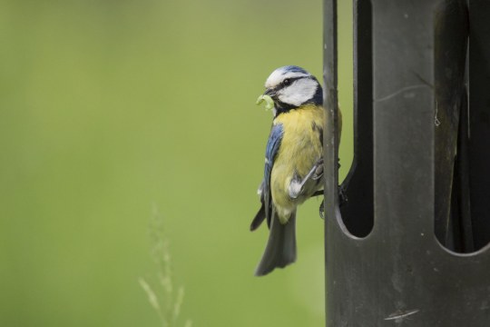 Blaumeise | © Ralph Sturm