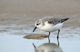 Sanderling  auf Wattboden | © Frank Derer