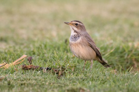 Blaukehlchen Weibchen | © Rosl Roessner