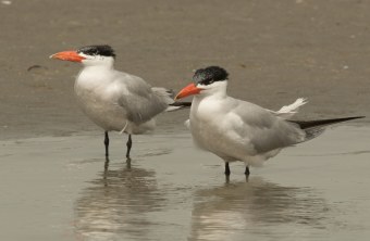 Zwei Raubseeschwalben auf Wattboden | © Rosl Rößner